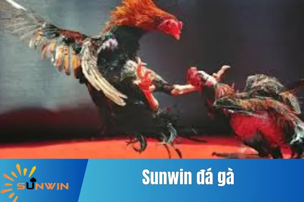 Sunwin Đá Gà